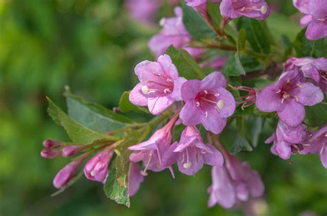 Weigela pronunciation uk  Listen to the audio pronunciation in several English accents